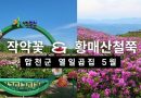 수려한합천 봄꽃풍경